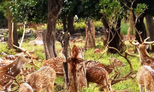 திருப்பதி உயிரியல் பூங்காவில் விலங்குகளை ரசித்த சிறுவன்- பேட்டரி வாகனம் மோதி பலி