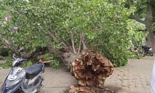 அரசு மருத்துவமனையில் வேரோடு சாய்ந்த மரம்