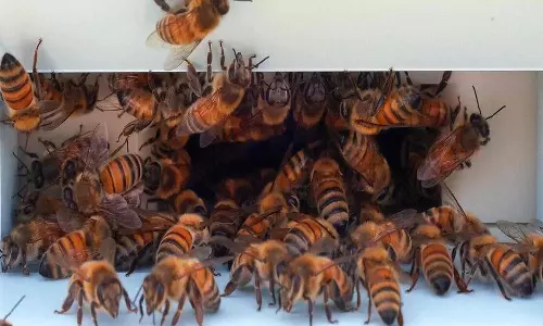 தேனீக்கள் கொட்டி முதியவர் பலி