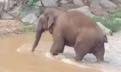 காட்டாற்றில் குளித்து மகிழும் காட்டு யானை