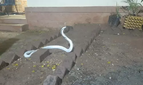 கோவையில் பிடிபட்ட வெள்ளை நிற நாகப்பாம்பு