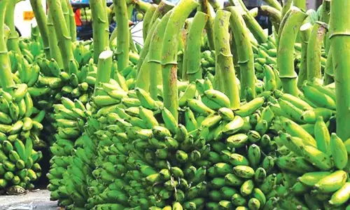 ரூ.4 லட்சத்துக்கு வாழைத்தார் விற்பனை