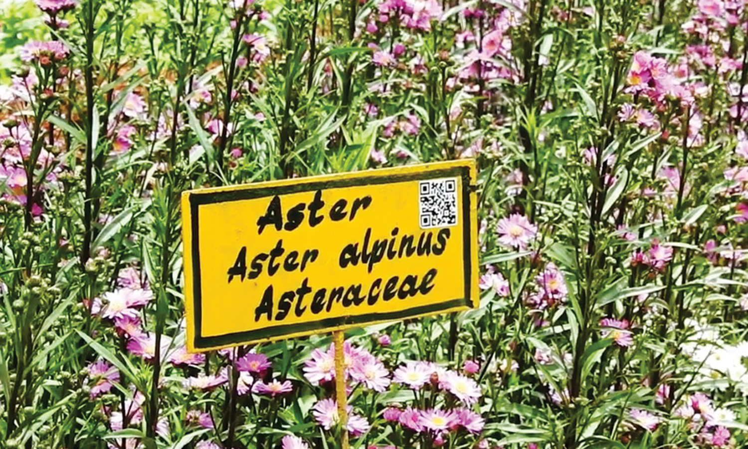 கொடைக்கானல் பிரையண்ட் பூங்காவில் மலர்களின் விபரங்களை அறிய கியூஆர்கோடு வசதி