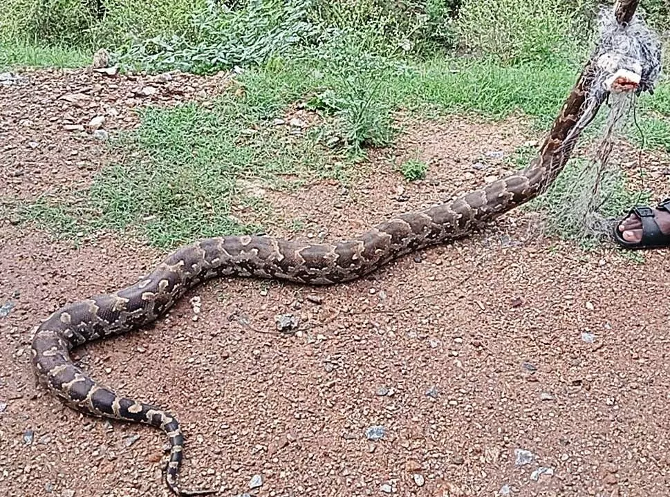 மீன் வலையில் 5 அடி மலைப்பாம்பு மீன் வலையில் 5 அடி மலைப்பாம்பு