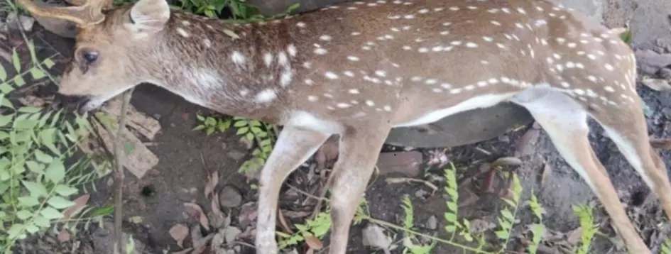 வேலியில் சிக்கி புள்ளிமான் பலி