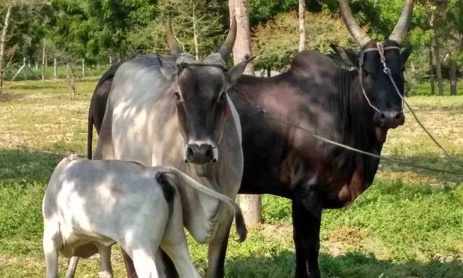 கண்ணபுரம் மாட்டு சந்தையில் ரூ. 20 கோடிக்கு மாடுகள் விற்பனை