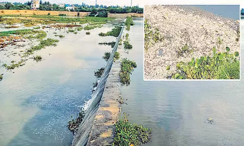 கடலூர் கம்மியம்பேட்டை கெடிலம் ஆறு தடுப்பணையில் செத்து மிதந்த மீன்கள்:  கழிவுநீரை விட்டால் நடவடிக்கை என மாநகராட்சி மேயர் எச்சரிக்கை