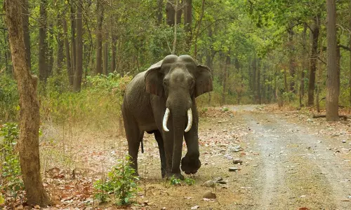 இரவங்கலாறு மலைப்பகுதியில் முகாமிட்டுள்ள அரிசி கொம்பன் யானை - பொதுமக்கள் பீதி