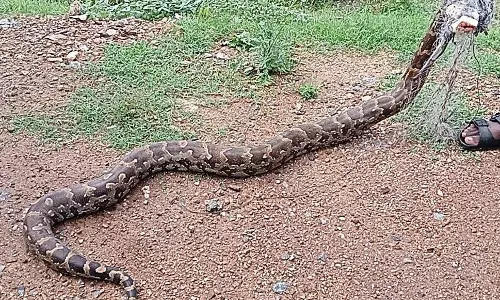 மீன் வலையில் 5 அடி மலைப்பாம்பு