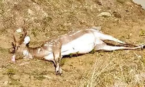 நாய்கள் துரத்தி கடித்ததில் மான் சாவு