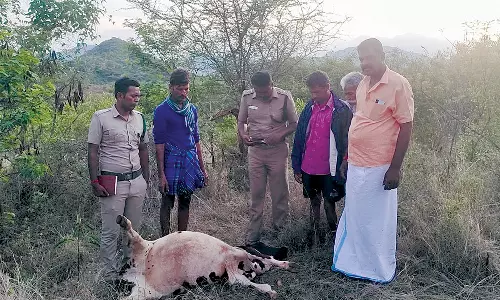 மேட்டுப்பாளையம் அருகே பசுமாட்டை அடித்துக் கொன்ற சிறுத்தை