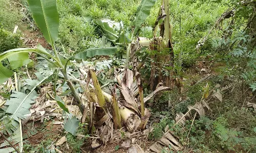 வாழை, கேழ்வரகு சேதப்படுத்திய ஒன்றை யானை