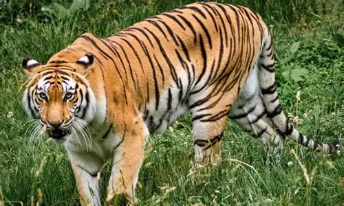 ஸ்ரீசைலம் காட்டில் காப்பகத்தை விட்டு வெளியேறிய புலிகள்- கிராமங்களுக்கு புகுந்து அட்டகாசம்