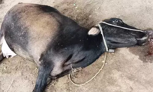 புதுக்கோட்டையில் மழைக்கு 3 வீடுகள் சேதம்