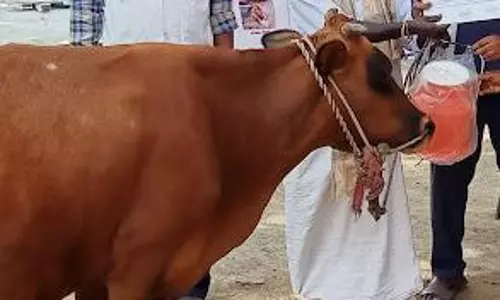 கால்நடை மருத்துவ முகாம்