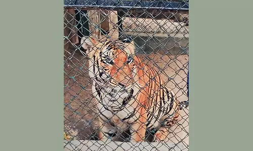 வண்டலூர் உயிரியல் பூங்காவில் பெண் ஊழியரின் அழைப்பை ஏற்று கூண்டுக்குள் சென்ற புலிகள்