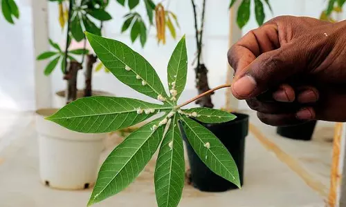 நாமக்கல்லில்மரவள்ளியில் மாவுப்பூச்சி மேலாண்மை பயிற்சி முகாம்