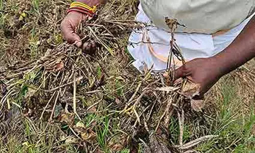 100 ஏக்கர் பச்சை பயிர் சேதம்