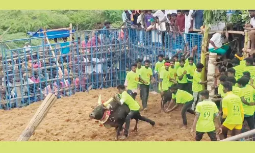 காளைகள் முட்டியதில் 11 பேர் காயம்