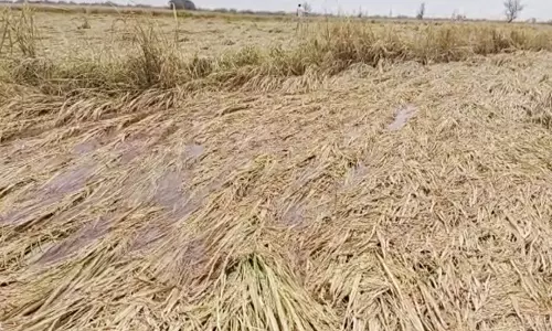 திட்டக்குடி பகுதியில் 50 ஏக்கர் நெற்பயிர்கள் மழைநீரில் மூழ்கி சேதம்