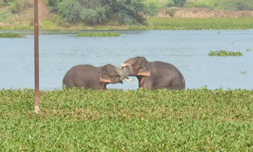 கிருஷ்ணகிரியில் ஊருக்குள் புகுந்த காட்டு யானைகள் தாக்கி விவசாயி பலி
