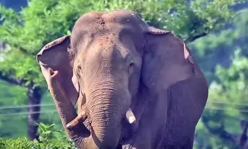 மேகமலையில் முகாமிட்டுள்ள அரிசி கொம்பன் யானையால் தோட்ட தொழிலாளர்கள் அச்சம்