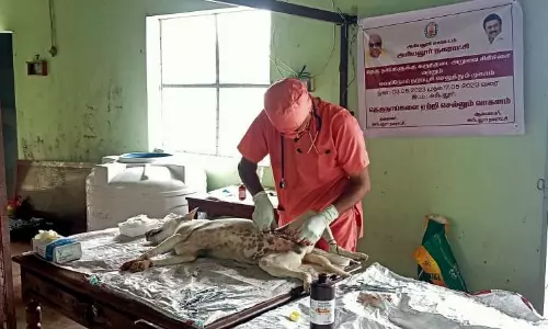 அரியலூரில் 120 நாய்களுக்கு கருத்தடை சிகிச்சை