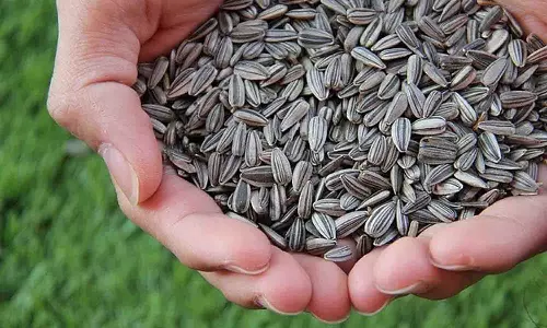 வெள்ளகோவில் வேளாண் ஒழுங்குமுறை விற்பனை கூடத்தில் ரூ.28லட்சத்திற்கு சூரியகாந்தி விதை ஏலம்