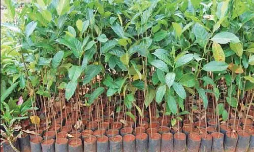 வனத்துறை சார்பில் விவசாயிகளுக்கு இலவச மரக்கன்றுகள்