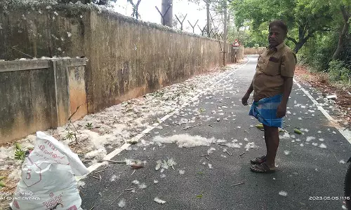 இலவம் பஞ்சுகளை பறித்து செல்லும் தொழிலாளர்கள்