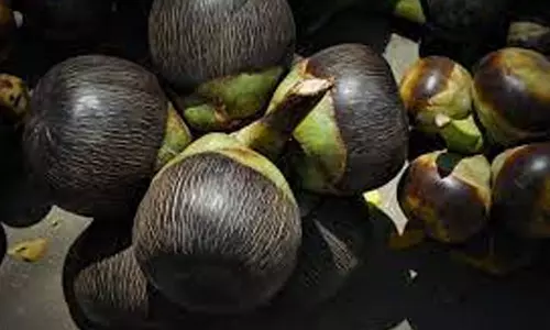 கரூர் மாவட்டத்தில் பனை நுங்கு விற்பனை சூடுபிடிப்பு