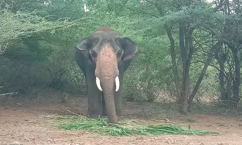 ஒற்றை யானையை பிடிக்கும் பணி 3-வது நாளாக தீவிரம்