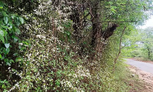 பூத்துக்குலுங்கும் காட்டு மல்லி பூக்கள்
