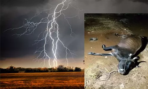 மின்னல் தாக்கி மாடு பலி