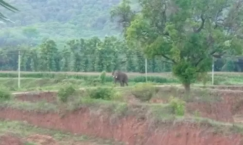 பழனி அருகே விவசாய நிலங்களுக்குள் புகுந்த யானை கூட்டங்களால் பீதி