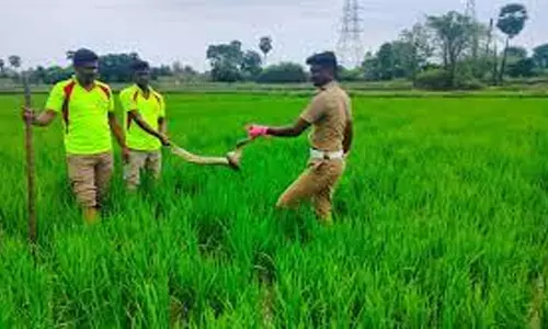 வயலில் கிடந்த மலைப்பாம்பு