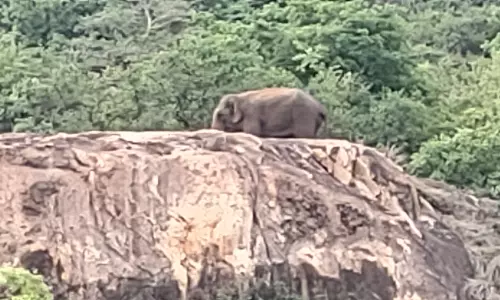 கோவை மருதமலை அடிவாரத்துக்கு வந்த ஒற்றை காட்டு யானை