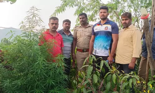 கோத்தகிரியில் வீட்டில் கஞ்சா செடி வளர்த்தவர் கைது