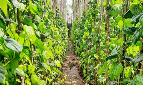 பாப்பிரெட்டிப்பட்டி பகுதியில்  வெற்றிலை விலை உயர்வு