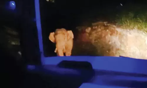 நள்ளிரவில் அரசு பஸ்சை வழி மறித்த அரிசி கொம்பன் யானை- பயணிகள் பீதி