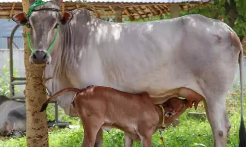 பழையகோட்டையில் ரூ.15 லட்சத்திற்கு காங்கயம் இன மாடுகள் விற்பனை