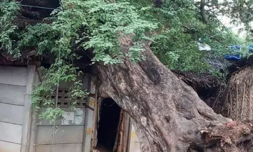வீட்டின் மீது மரம் முறிந்து விழுந்ததால் பரபரப்பு