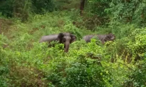 அந்தியூர் பர்கூர் மலைப்பகுதியில் பலாப்பழத்தை தேடி வரும் யானை கூட்டம்