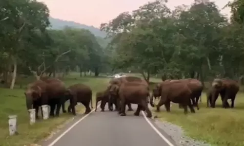 தெப்பக்காடு- மசினக்குடி நெடுஞ்சாலையை கடந்து சென்ற காட்டு யானைகள் கூட்டம்