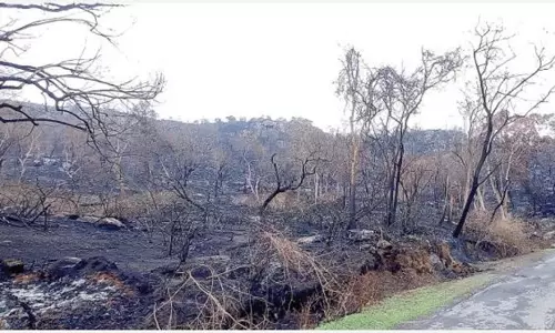 அய்யூரில் பற்றிய காட்டுத்தீயால் 15 ஏக்கர் வனப்பகுதி சேதம்