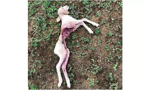 ஆடுகளை கொன்று குவித்த நரிகள்