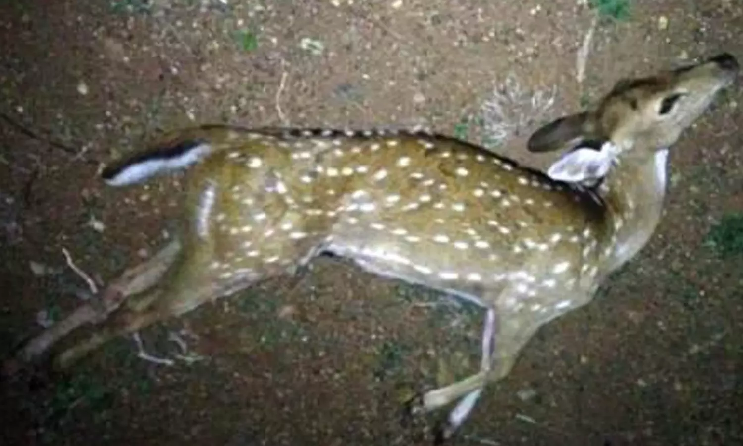 கம்பி வேலியில் சிக்கி புள்ளிமான் உயிரிழப்பு