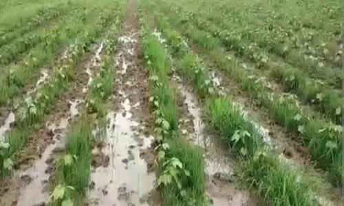 மழையால் பாதிக்கப்பட்ட வயல்களை அதிகாரிகள் ஆய்வு