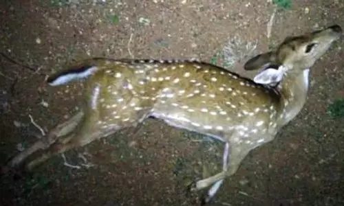 கம்பி வேலியில் சிக்கி புள்ளிமான் உயிரிழப்பு