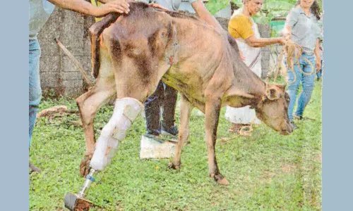 கால்முறிந்த பசுவுக்கு செயற்கை கால் பொருத்தி நடக்க பயிற்சி...